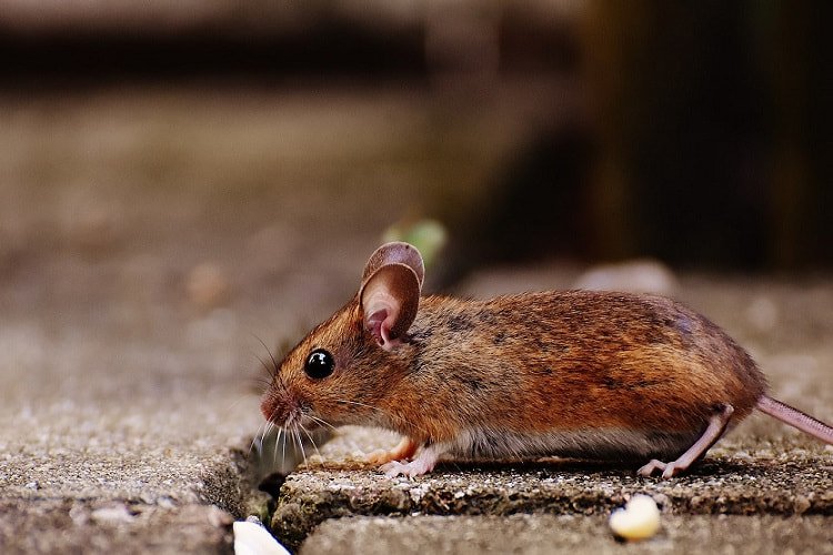 Gray field mouse on concrete residential driveway