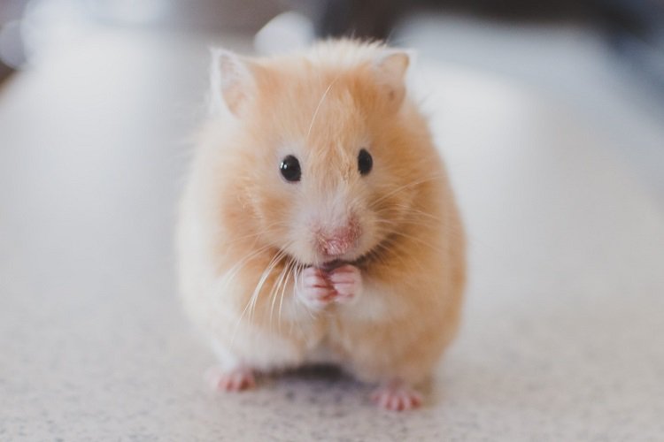 Mouse with tan fur eating food from paws on flat, white surface